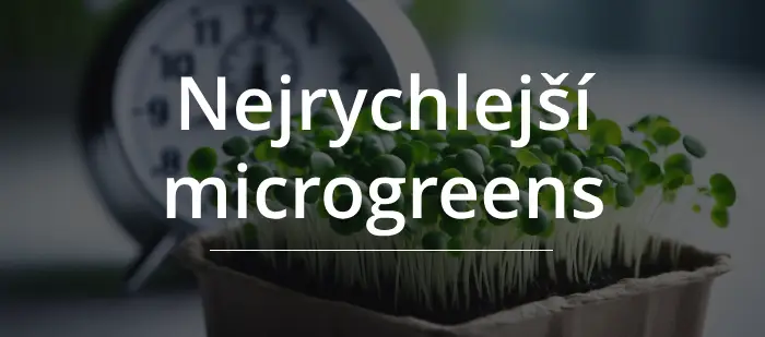 rychle rostoucí microgreens v misce