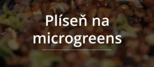 rozdíl mezi plísní a kořenovým vlášením u microgreens