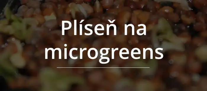 rozdíl mezi plísní a kořenovým vlášením u microgreens