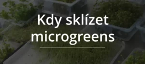 sklizeň microgreens čistými nůžkami