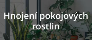 Hnojení pokojových rostlin s hnojíkem