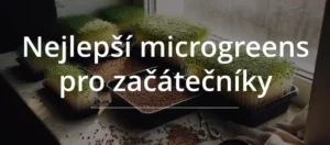 snadné druhy microgreens pro začátečníky