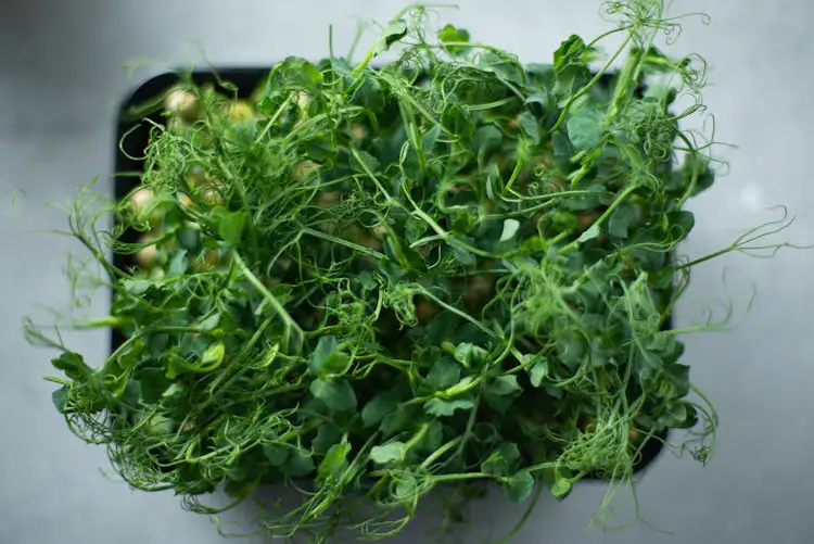 hrášek microgreens
