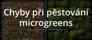 příliš hustě vyseté microgreens