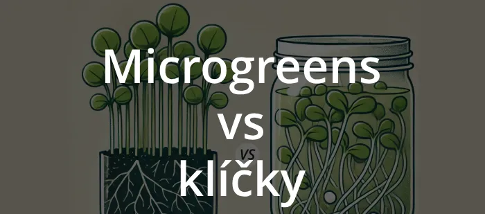srovnání microgreens a klíčků