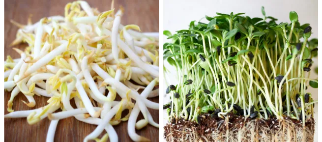 sprouts vs greens microgreens a klíčky