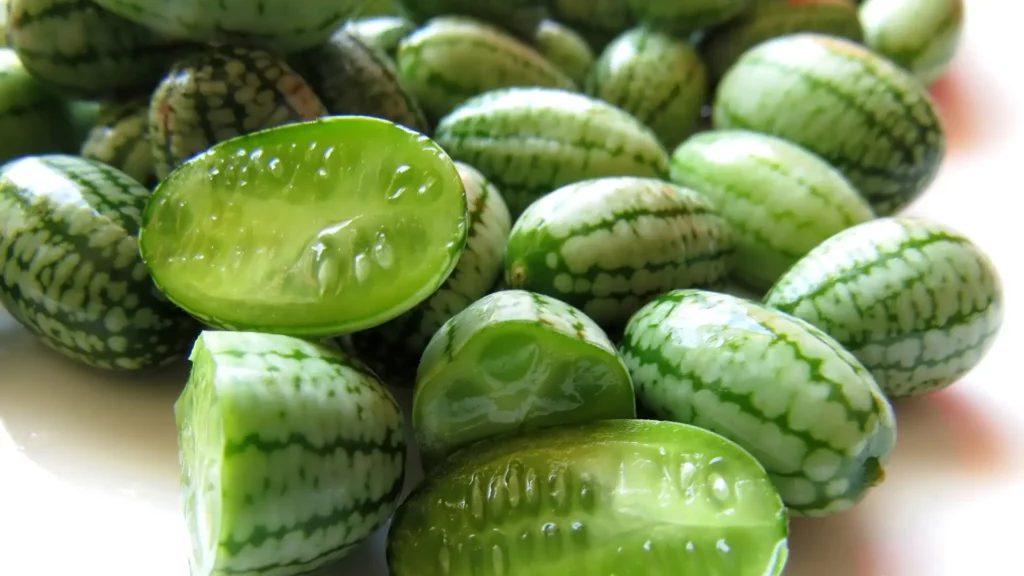 Cucamelon mexicka okurka Cucamelon mexicka okurka